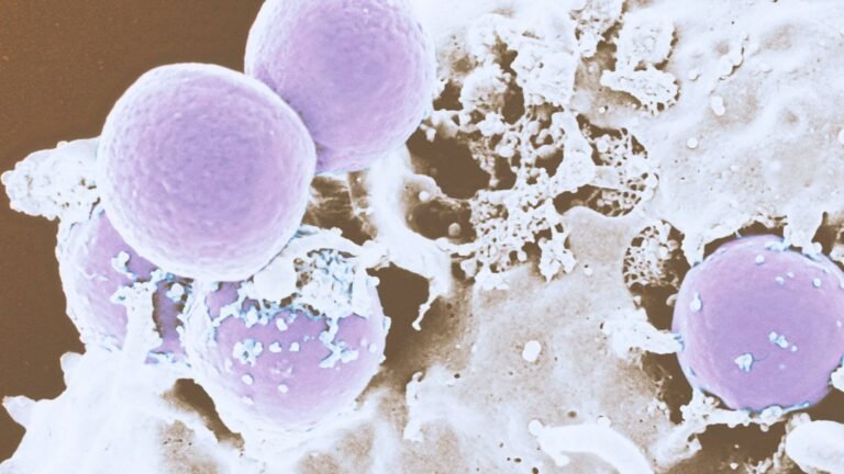 Foto: zoom em microscópio